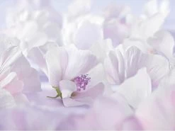 Weleda Baby Sensitive Witte Malva Gezichtscrème -Babyproducten Uitverkoop 1200x900 126