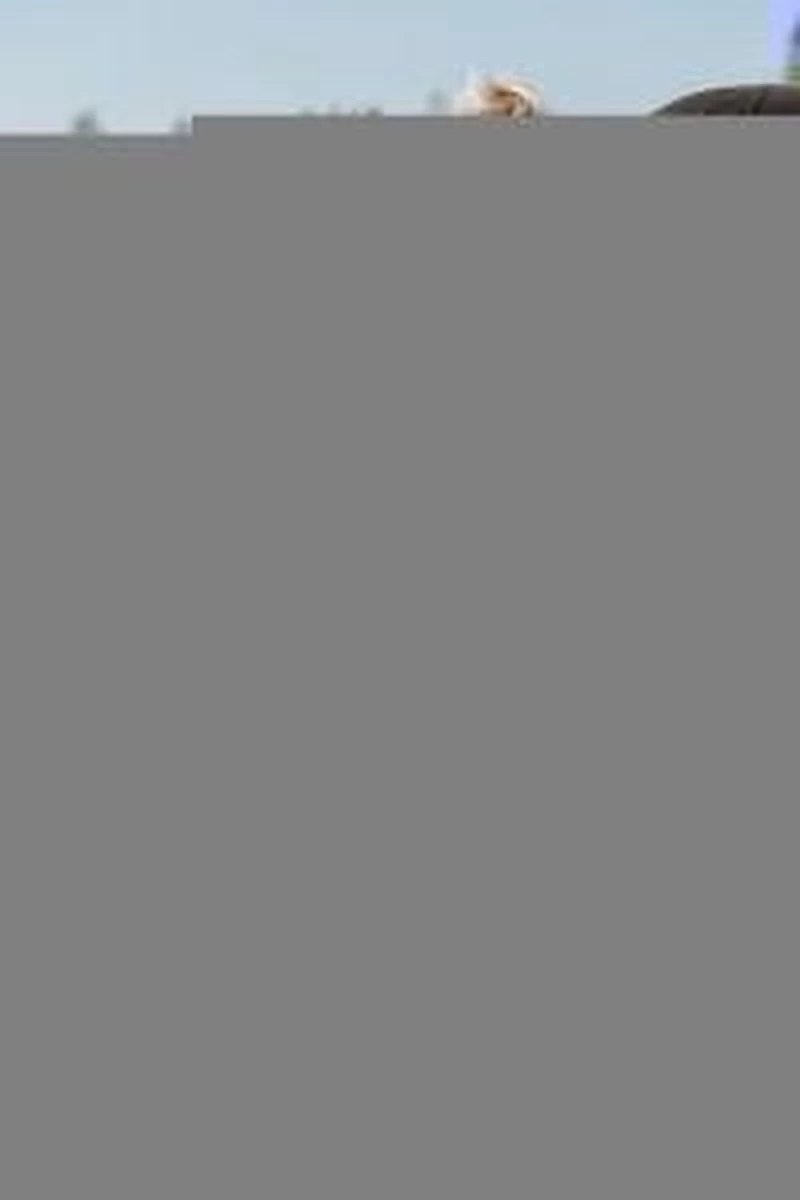 Baby's Only Voetenzak Buggy - Buggyzak Classic - Zand - Geschikt Voor 3-puntsgordel 8 Baby's Only Voetenzak Buggy - Buggyzak Classic - Zand - Geschikt Voor 3-puntsgordel - Afbeelding 8